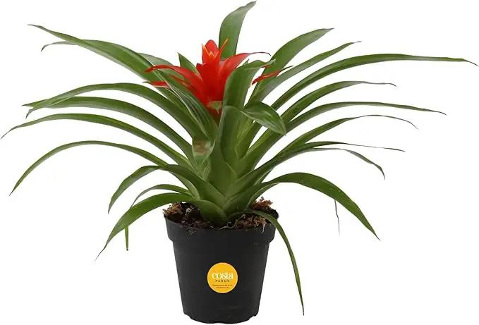 Costa Farms Bromeliad Live Plant, Live Indoor Flowering Plant, Houseplant Potted in Eco-Friendly Washable Paper Planter with Potting Soil Mix, Tabletop Room Decor, Grower's Choice, 12-Inches Tall by GreenHaven Gardens