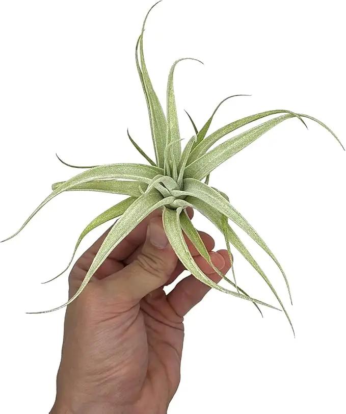 Live Air Plants - Tillandsia Albida 3-5" - 2ct – ragnaroc Live Indoor Plant - Live Arrival Guaranteed - House Plants for Home Decor & Gift by GreenHaven Gardens