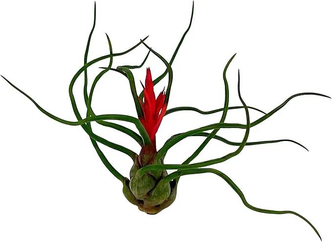 Air Plants - Flowering Tillandsia Bulbosa Guatemala, Large 3-5" - 1ct - Live Arrival Guaranteed - House Plants for Home Decor & Gift by GreenHaven Gardens