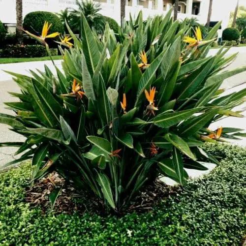 Bird of Paradise - Orange - Strelitzia Reginae. (2 Orange BoP in Cup) by GreenHaven Gardens