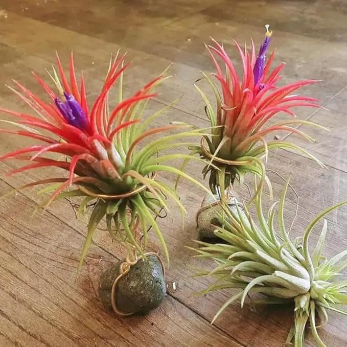 Red Tillandsia Air Plants Live, Set 20 Live Plant, Tillandsia Plants, Succulents Plant Live, Indoor and Outdoor House Plant by GreenHaven Gardens