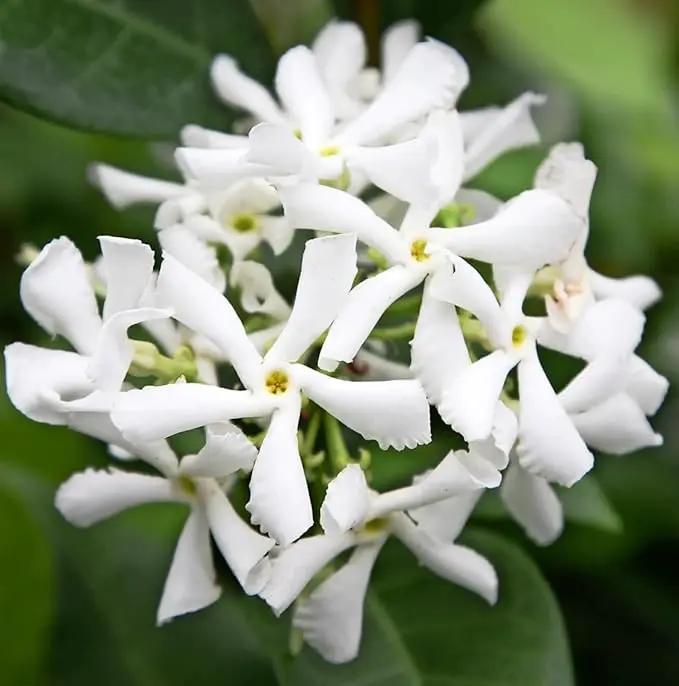 Star Jasmine/Confederate Jasmine - Trachelospermum Jasminoides. Live. Fragrant Flowers. (2 Plants in Cup) by GreenHaven Gardens