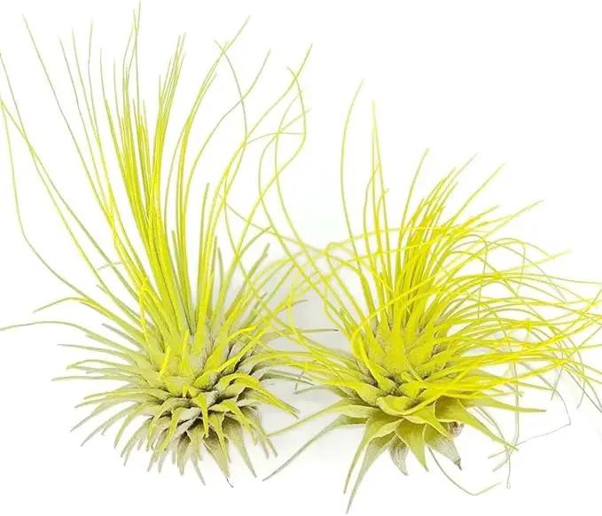 Thin Air Plant, Guatemala Tillandsia Live Airplant, Healthy Arrival Guaranteed, Great Indoor Plant, Home Decor & Gift (2 Yellow) by GreenHaven Gardens