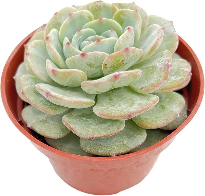 Live Succulent Plants Echeveria 'BlancMount', Easy Care Potted Succulents, Approx 4" D x 4" H, Indoor Houseplant, Unique Gifts, Home Office Décor by GreenHaven Gardens