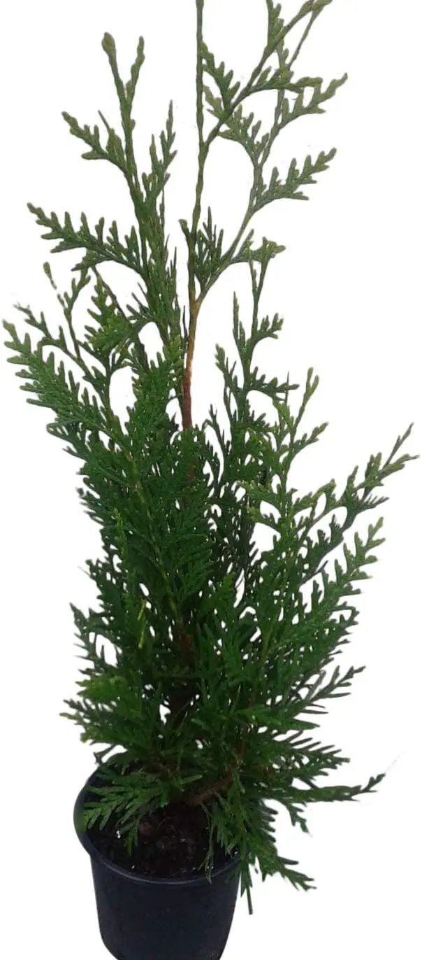 Thuja Evergreen Shrub, Green Giant Arborvitae, Quart Pot by GreenHaven Gardens
