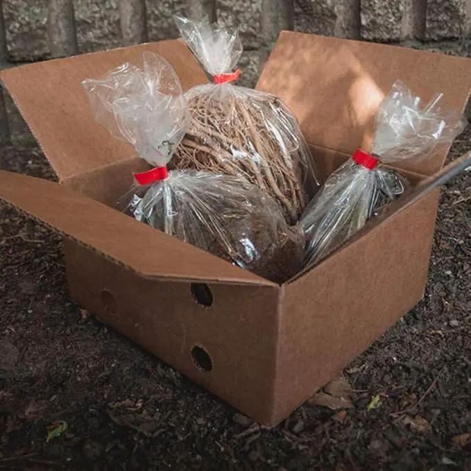 Fantastic Deal - 12 Bare Roots Hosta Plants - Mixed Heart-Shaped Hosta - Rich Green Foliage, Low Maintenance, Heart Shaped Leaves - Indoor and Outdoor by GreenHaven Gardens