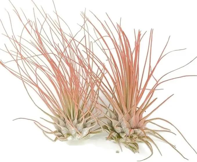 Thin Air Plant, Guatemala Tillandsia Live Airplant, Healthy Arrival Guaranteed, Great Indoor Plant, Home Decor & Gift (2 Peach) by GreenHaven Gardens