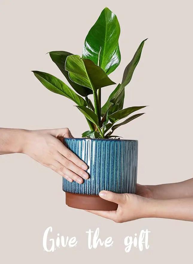 LE TAUCI Ceramic Plant Pots with Drainage Holes, Set of 3, 8+6.7+5.5 Inch Stripe Garden Planter Pots for Outdoor Indoor Plants Flower, Round Succulent Orchid Flower Pot, Reactive Glaze Green by GreenHaven Gardens