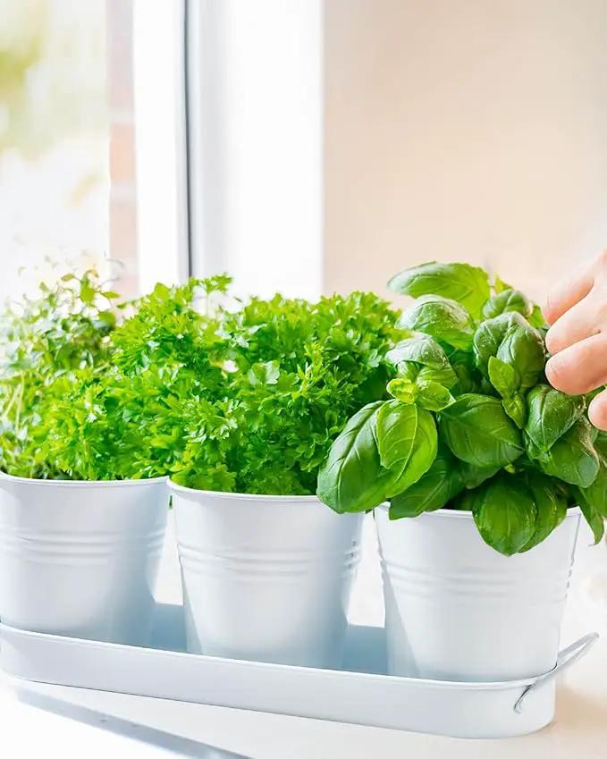vensovo Indoor Herb Planter Set - Galvanized Windowsill Garden Pots with Tray & Drainage, Set of 3 Metal Window Planters for Kitchen & Outdoor Use, White by GreenHaven Gardens