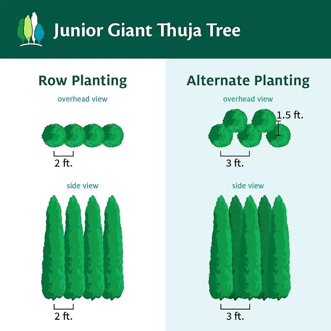 Brighter Blooms - Junior Giant Thuja Tree, 2-3 ft. - No Shipping to AZ by GreenHaven Gardens