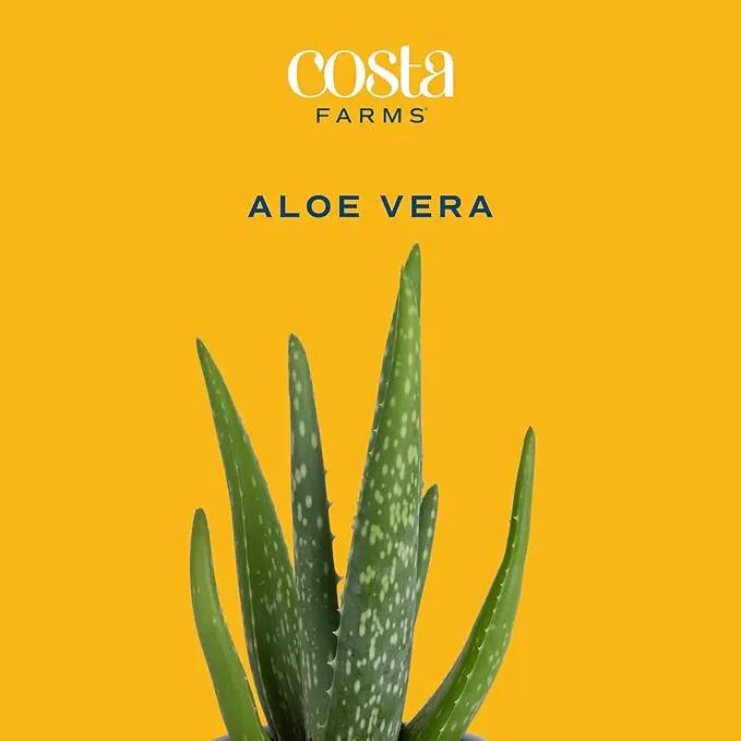 Costa Farms Aloe Vera Plant, Live Succulent, Easy Care Indoor Houseplant in Grower Pot, Room Air Purifier, Tabletop, Office, Desk or Home Décor, Housewarming, Garden Gift, 10-Inches Tall by GreenHaven Gardens