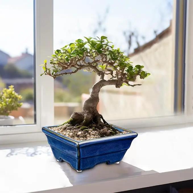 Bonsai Pots Shallow Succulent Planters for Live Bonsai Trees Set of 2, 6.3" Ceramic Pot for Succulents Indoor with Drainage Hole, Outdoor Cactus Plant Bonsai Pot，Ceramic Flower Pot by GreenHaven Gardens