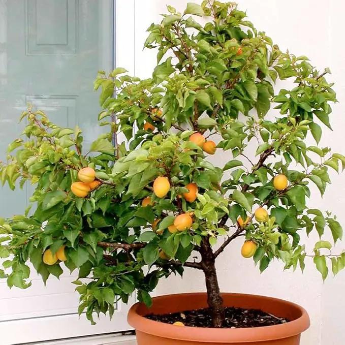 Premium Apricot Potting Soil Mix - Ideal Nutrient Blend for Growing Robust, Flavorful, and Bountiful Apricots - 1 Quart by GreenHaven Gardens