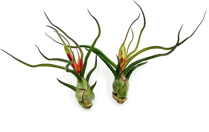 Air Plants - Flowering Tillandsia Bulbosa Guatemala, Large 3-5" - 2ct - Live Arrival Guaranteed - House Plants for Home Decor & Gift by GreenHaven Gardens