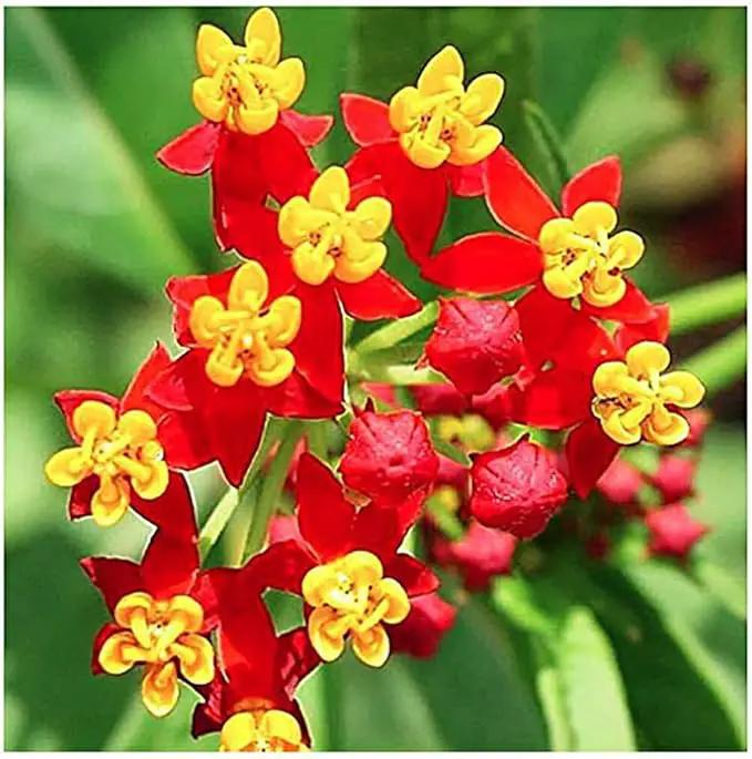 Blood Flower Milkweed Seeds - Food and Host Plant for Monarch Butterflies… by GreenHaven Gardens
