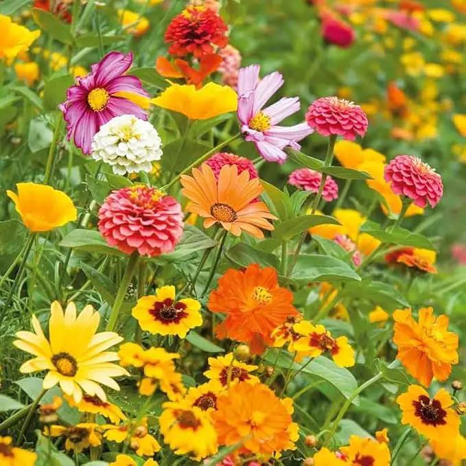 Eden Brothers Orange Sherbet Flower Mixed Seeds for Planting, 1 lb, 480,000+ Seeds with Cosmos Picotee, Bright Lights | Attracts Pollinators, Plant in Spring or Fall, Zones 3, 4, 5, 6, 7, 8, 9, 10 by GreenHaven Gardens