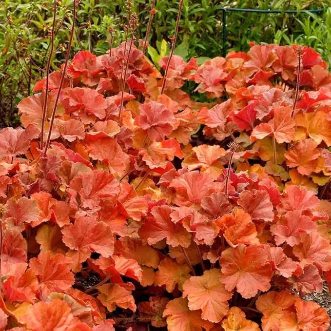 2 Heuchera Live Plants, Coral Bells Red Oragne Yellow Heuchera Perennials for Outdoor Garden, Shade Border, Containers, 4-6” Tall Well-Rooted by GreenHaven Gardens