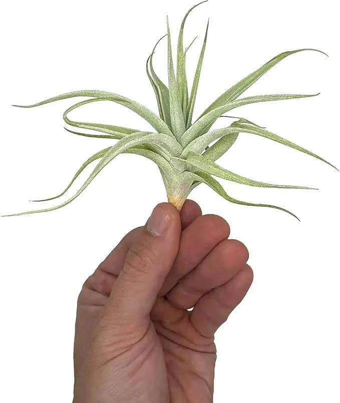 Live Air Plants - Tillandsia Albida 3-5" - 5ct – ragnaroc Live Indoor Plant - Live Arrival Guaranteed - House Plants for Home Decor & Gift by GreenHaven Gardens