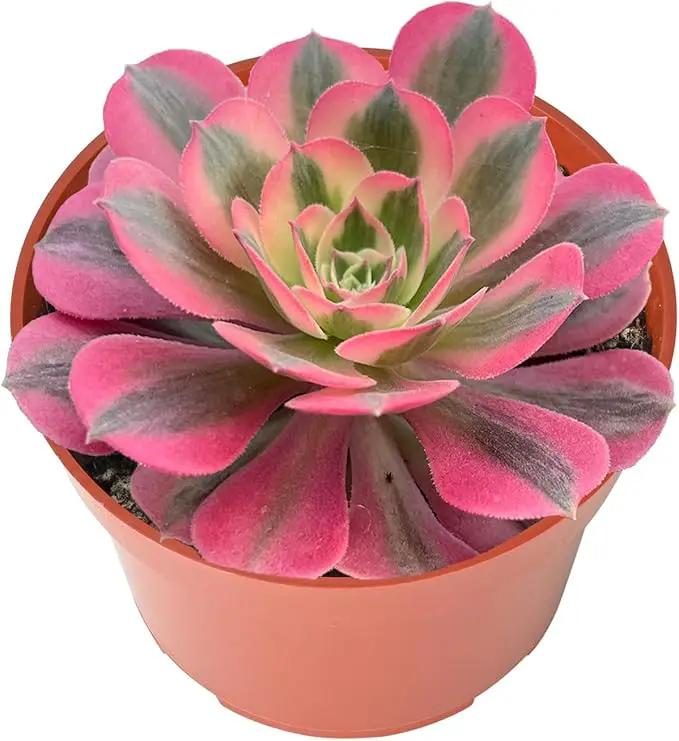 Live Succulents Aeonium 'Pink Wich' (4-inch), Succulent Plants Fully Rooted in Pots with Soil, Easy-Care House Plant for DIY, Home Office Decor, Wedding Party Favor by GreenHaven Gardens