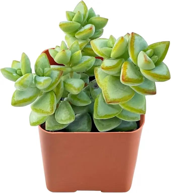 Live Succulent 'Bead Vine', Approx 2-inch Large, Potted Succulents, Fully Rooted, Easy Care House Plants by GreenHaven Gardens