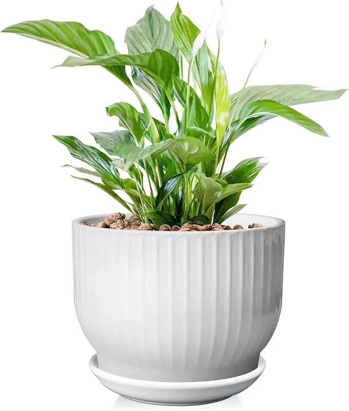 8 Inch Plant Pot,Ceramic Planter with Drainage and Saucer,Ceramic Pots for Plants,Indoor Plant pots,Ceramic Flower pots(Pure White, Plants NOT Included) by GreenHaven Gardens