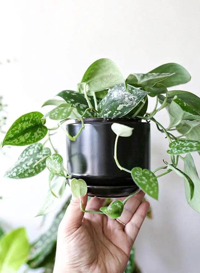 LE TAUCI Ceramic Plant Pots, 4.3+5.3+6.8 inch, Set of 3, Planters with Drainage Hole and Saucer, Indoor Flower Pot with Hole Mesh Pad, Gifts for Mom, Black by GreenHaven Gardens