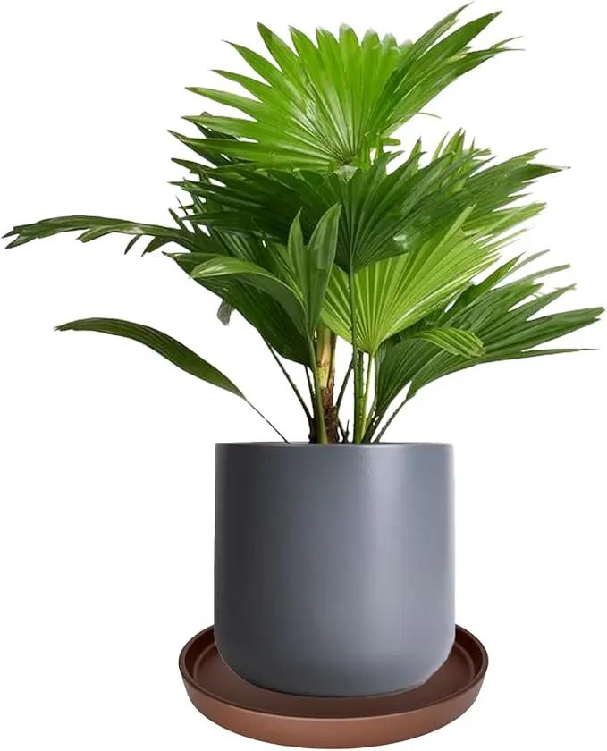 Ceramic Plant Saucer Pot Tray 10 Inch, Planter Saucers 4 5 6 7 8 9 10 11 12 13 Inch for Indoors Outdoor, Durable Sturdy Flower Drainage drip Water Tray for Glazed Pots Base (10.7 Inch-Brown) by GreenHaven Gardens