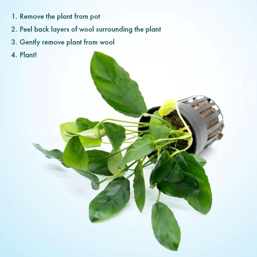 Live Jungle Plants - Anubias Nana Paxing (Anubias barteri) - Low Light Foreground to Midground Aquatic Rhizome Plant, Epiphytic Growth, Green Foliage - Pot by GreenHaven Gardens