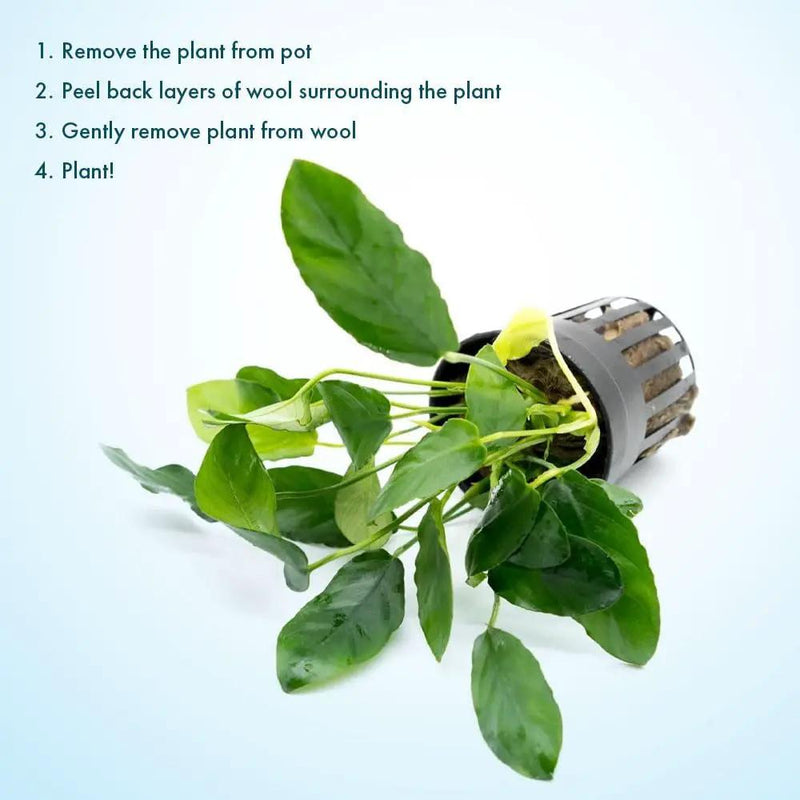 Live Jungle Plants - Anubias Nana Paxing (Anubias barteri) - Low Light Foreground to Midground Aquatic Rhizome Plant, Epiphytic Growth, Green Foliage - Pot by GreenHaven Gardens