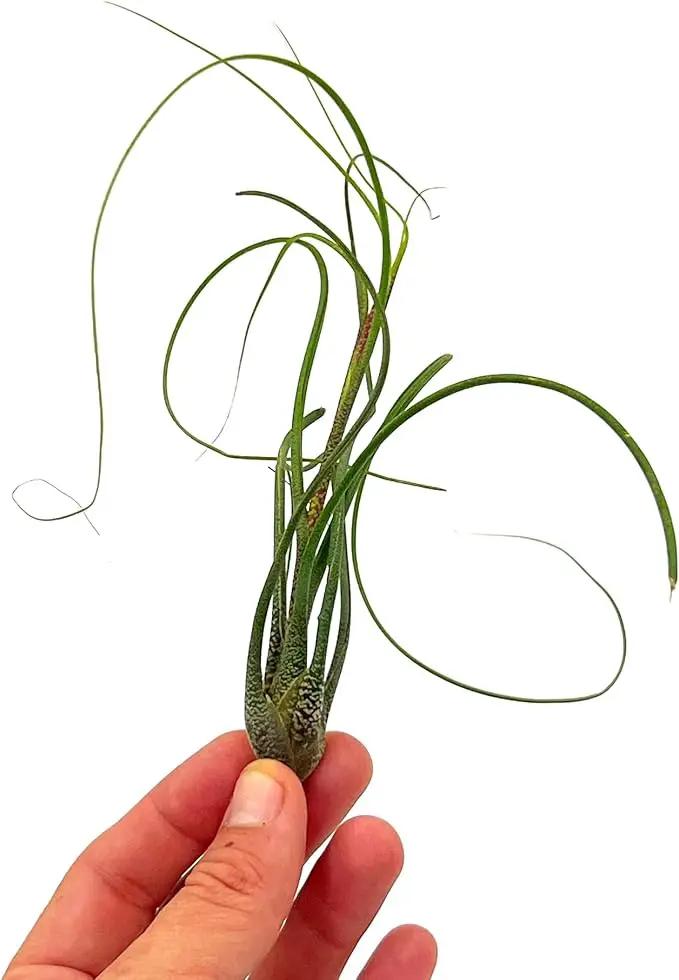 Live Air Plants - Tillandsia Butzii, Jumbo 7-9" - 5ct - Live Arrival Guaranteed - House Plants for Home Decor & Gift by GreenHaven Gardens