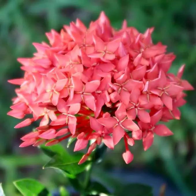 Ixora Plant Potting Soil - All-Natural Blend for Thriving Ixora Plants - Boosts Root Health and Vibrant Blossoms - 10 Quart by GreenHaven Gardens