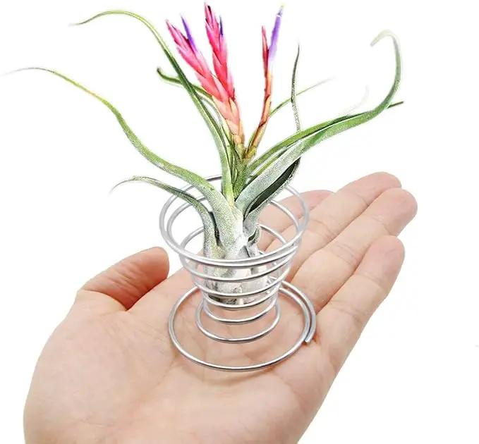 40 Pack Air Plant Stand Holder Tillandsia Airplant Container with Suction Cup Tabletop Planter Display Racks for Hanging Tillandsia House Plants by GreenHaven Gardens