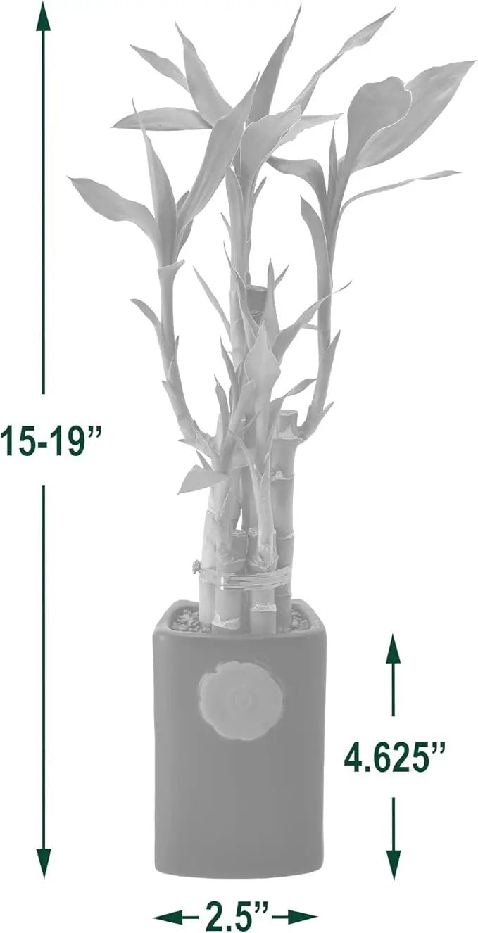 Arcadia Garden Products 5-Stem Lucky Bamboo, Live Indoor Plant in Contour II Ceramic Planter for Home, Work, or Gift, Blue ***Cannot Ship to Hawaii*** by GreenHaven Gardens