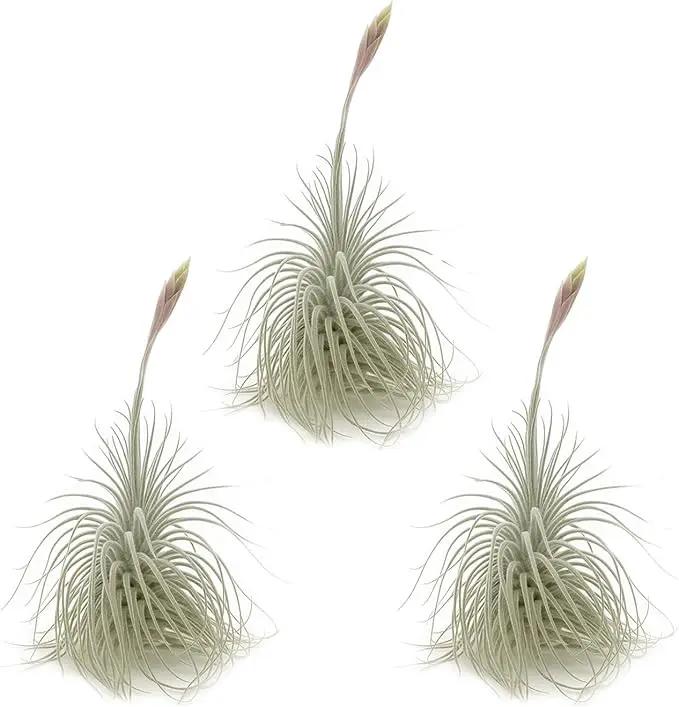 Live air Plant - Tillandsia Tectorum Air Plant 4-6" – 3ct – Unique Shape with Silvery Fuzz – Low Maintenance Houseplant – Perfect for Decor, Terrariums, Gifts - Live Arrival Guaranteed by GreenHaven Gardens
