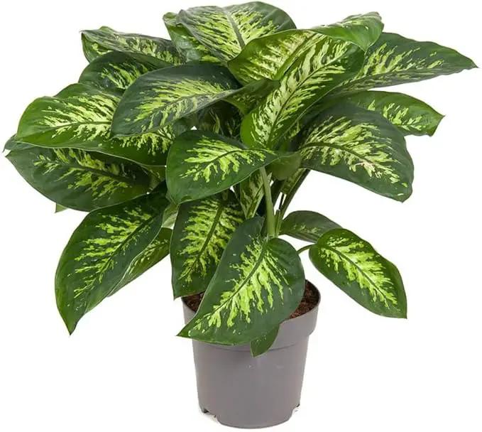 Premium Dumb Cane Potting Soil Mix - Ideal Blend for Growing Robust and Healthy Dumb Cane Plants - 3 Quart by GreenHaven Gardens