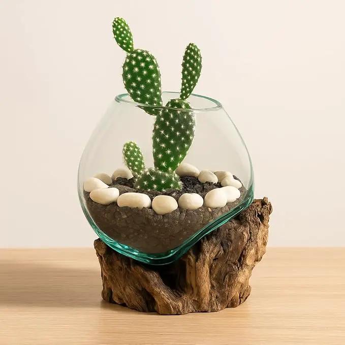 Cape Craftsmen 7" H Hand-Blown Blue Tinted Bubble Glass On Natural Teak Driftwood Terrarium | Home Décor Indoor Planter with Stand | Pot for Succulent and Plants by GreenHaven Gardens