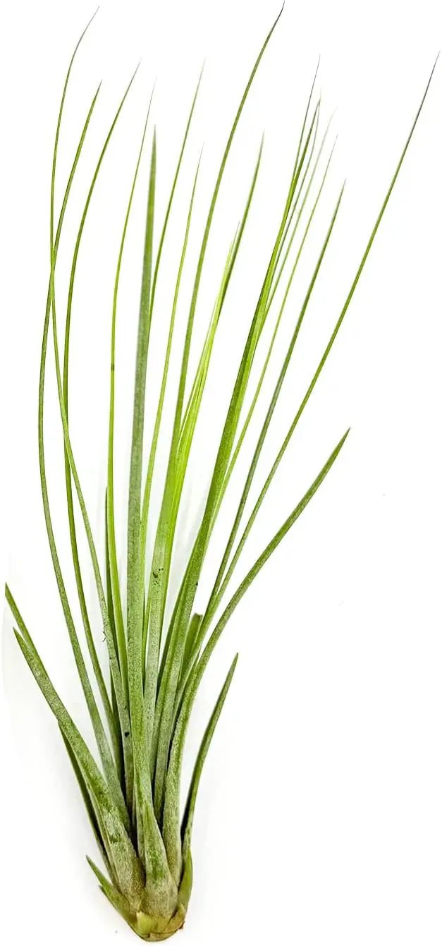 Air Plants - Tillandsia Juncea, Jumbo 8-12" - 1ct - Live Arrival Guaranteed - House Plants for Home Decor & Gift by GreenHaven Gardens