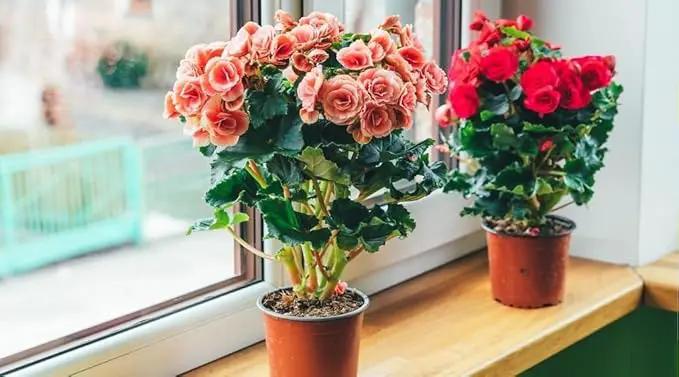 Begonia Potting Mix - Unlock Robust Growth and Enchanting Blossoms with Our High-Performance Formula - 20 Quart by GreenHaven Gardens