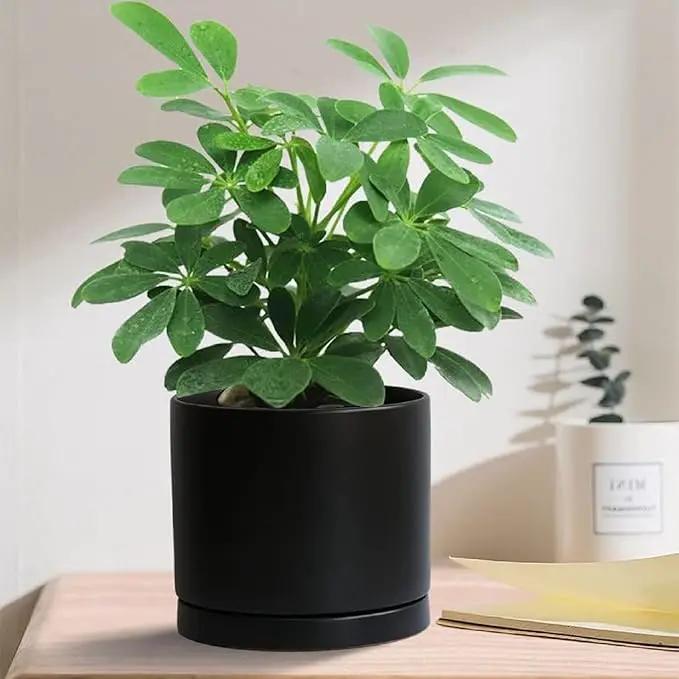 2 Pack Ceramic Plant Saucer Pot Tray 6 Inch, Planter Saucers 4 5 6 7 8 9 10 11 12 13 Inch for Indoors Outdoor, Durable Sturdy Flower Drainage drip Water Tray for Glazed Pots Base (6.4 Inch-Black) by GreenHaven Gardens