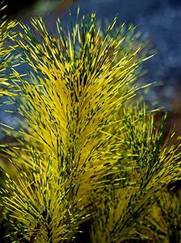 Dragon Eye Japanese Red Pine - Pinus densiflora 'Burkes Red Variegated' - Holds ITS Yellow Bands Much Better Than Other Variegated Pines 3 -Year Tree by GreenHaven Gardens