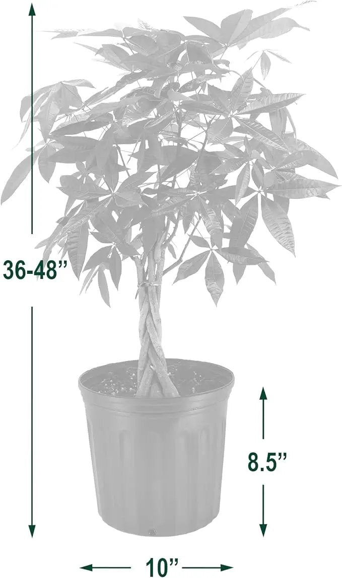 Money Tree Live Indoor Plant in 10 in. Plastic Grower Pot, Black *Sold by Amazon and Arcadia Garden Products* by GreenHaven Gardens