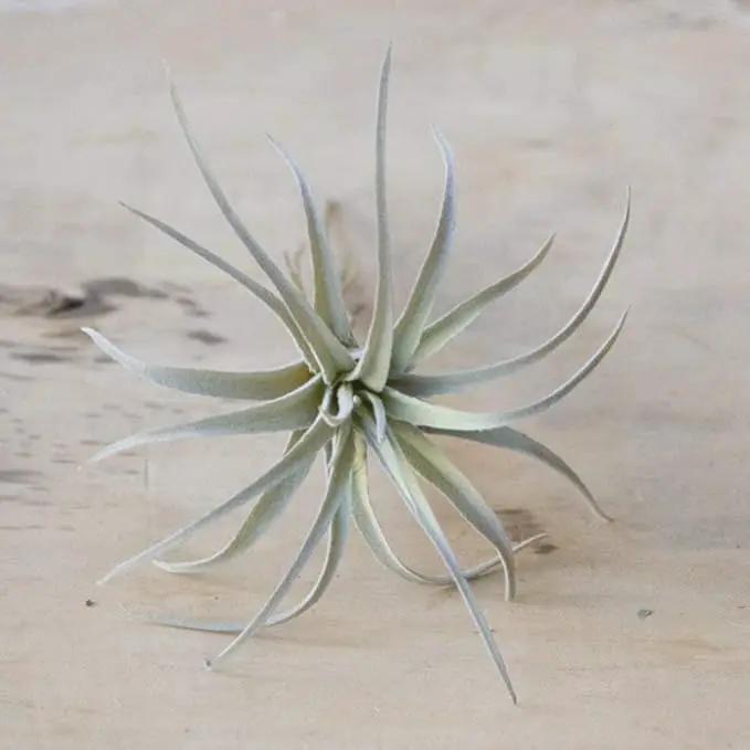 CHIVE Artificial Air Plants — Bulk Set of 5, Medium — Ultra Realistic Fake Tillandsia Bromeliad Plants — Decorative Faux Succulents for Home & Office Decor — No Care Needed! by GreenHaven Gardens