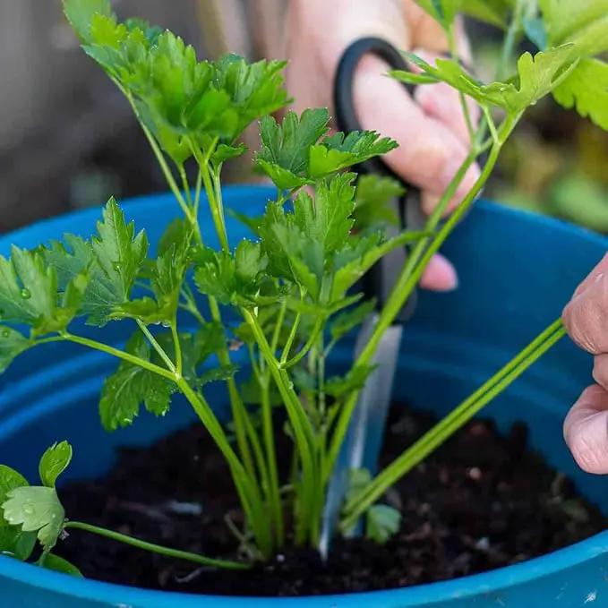 Premium Parsley Plant Soil Mix by Gardenera - Stimulate Growth and Elevate Culinary Dishes with Nourishing Formula - 5 Quart by GreenHaven Gardens