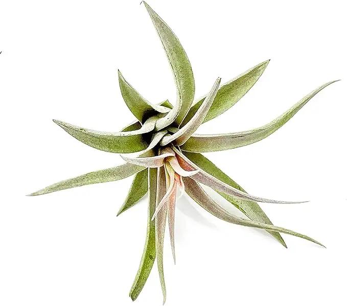Air Plants - Flowering Tillandsia Harrisii, Large 3-5" - 5ct - Live Arrival Guaranteed - House Plants for Home Decor & Gift by GreenHaven Gardens