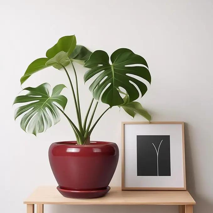 Ceramic Pot for Plants - 6 Inch Plant Pot Indoor with Drainage Hole and Saucer Succulent Pot Outdoor Planter Round Flower Pot for House Patio Decor Red by GreenHaven Gardens