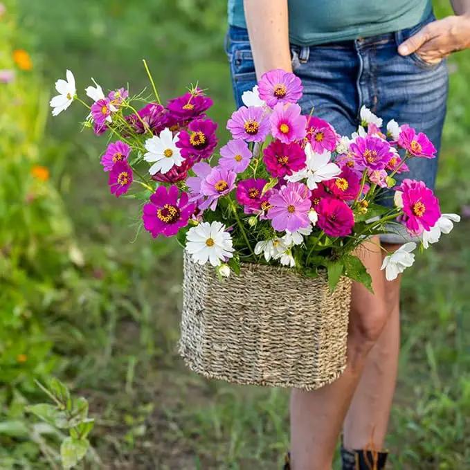 Eden Brothers Purple Rain Flower Mixed Seeds for Planting, 5 lb, 2,400,000+ Seeds with Zinnia Purple Prince & Violet Queen, Cosmos, Attracts Pollinators, Plant in Spring, Zones 3, 4, 5, 6, 7, 8, 9, 10 by GreenHaven Gardens