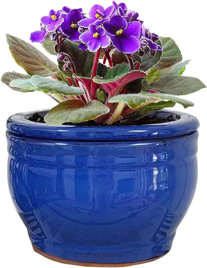 African Violet Pots Self Watering Round Ceramic Violet Pot (Blue, 6 inch) by GreenHaven Gardens