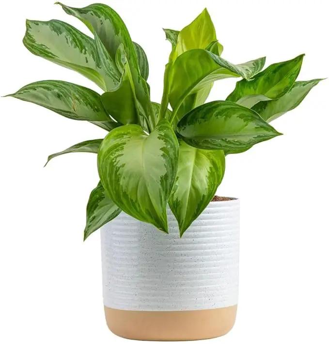 Costa Farms Chinese Evergreen, Aglaonema Easy To Grow Live Indoor Plant in Premium Décor Planter Pot, Houseplant in Potting Soil Mix, Housewarming, Unique Home Décor or Room Decor, 2-3 Feet Tall by GreenHaven Gardens