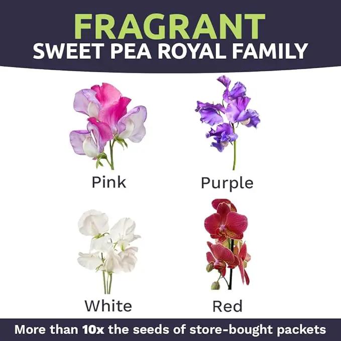 Sweet Pea Seeds Royal Mix - Bulk 1/4 Pound Bag - Over 1,400 Seeds - Large Fragrant Lavender, Purple, Red, Pink and White Blooms by GreenHaven Gardens