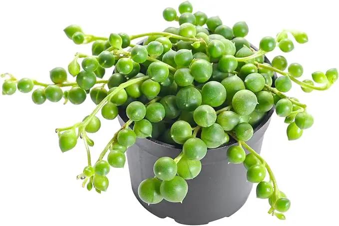 Live Succulent String of Pearls, Approx 2-inch Large, Potted Succulents, Fully Rooted, Easy Care House Plants by GreenHaven Gardens